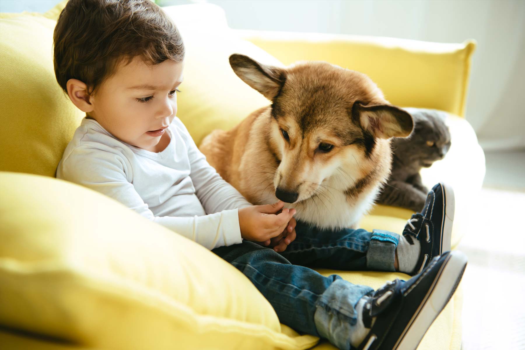 Dogs and Injuries to Small Children